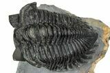 Bug-Eyed Coltraneia Trilobite Fossil - Ofaten, Morocco #354446-3